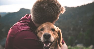 Having a pet in Spain: Things you need to consider